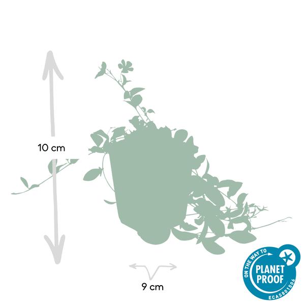 Kleines Immergrün als flächiger Bodendecker